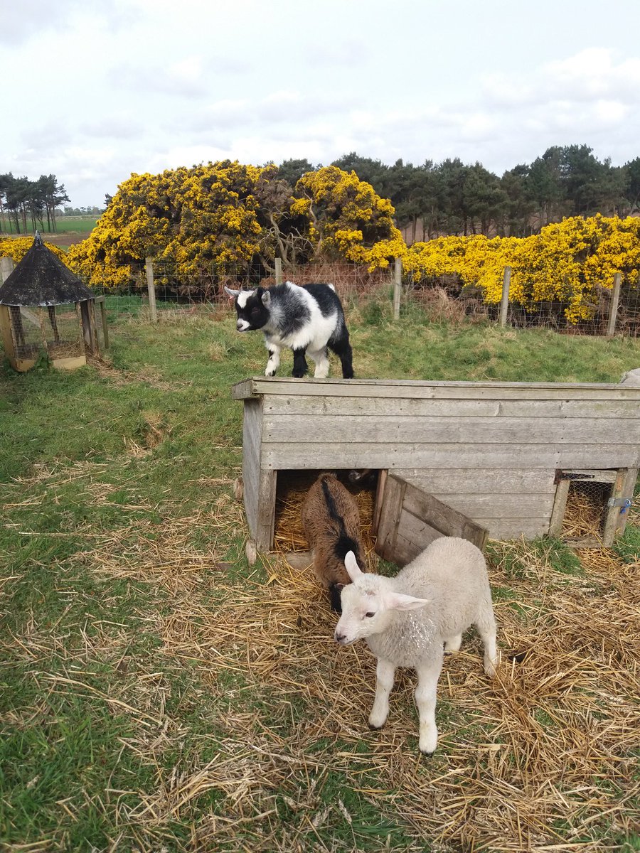 Getting settled in. #pigmygoats #sunshine#funinthesun