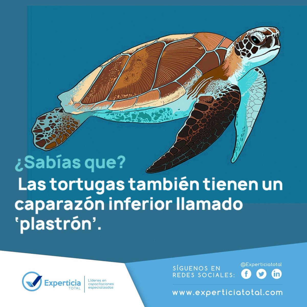 ExperticiaTotal's tweet photo. ¿Sabias qué?
#ExperticiaTotal #Curiosidades https://t.co/QtJbPkIEfC