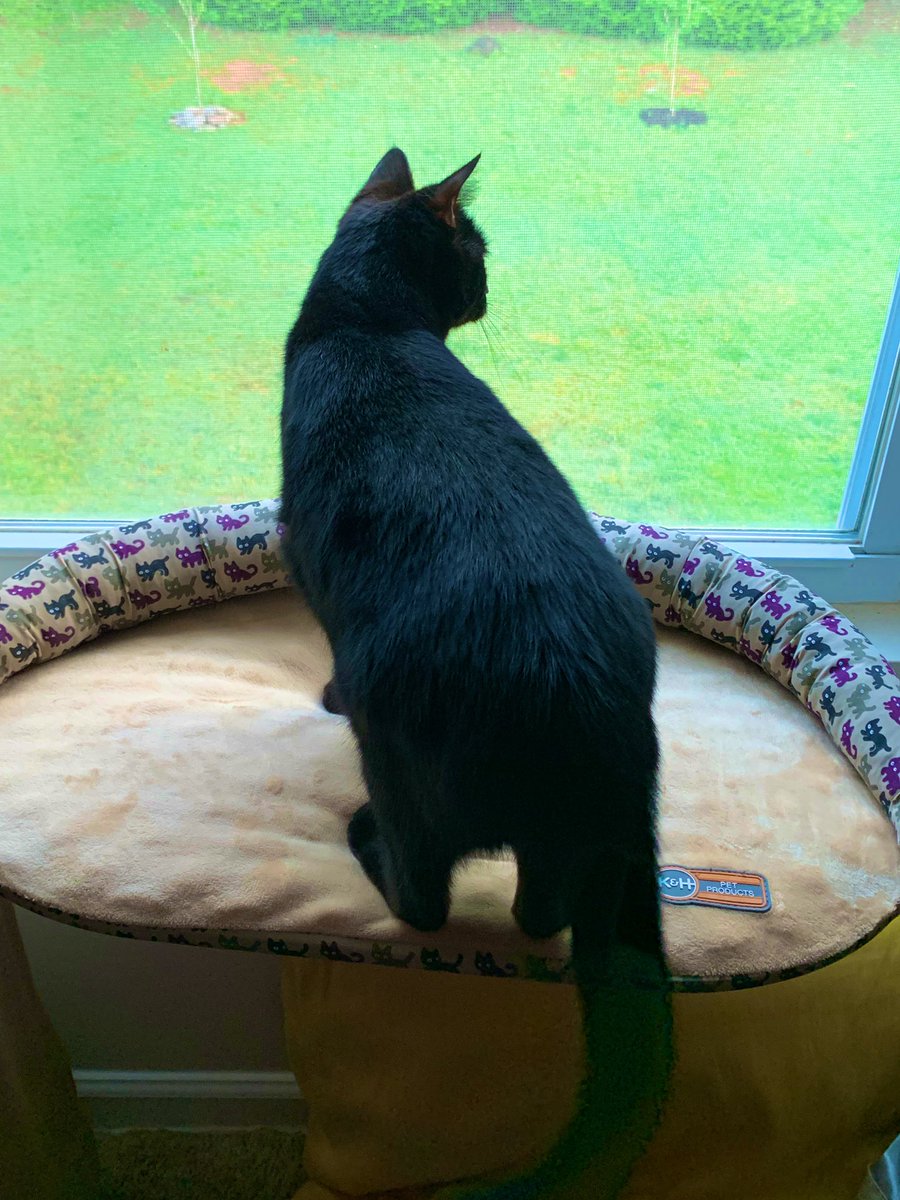 Mom calls our newest addition “Gilly Girl” or Millie. Toddler loves her given name from the shelter, so it looks like Gilly is sticking. She’s exploring mom’s room and has found the nice view of the backyard. @paws4ever_nc #BlackCatsOfTwitter #PanfurSquad #AdoptDontShop