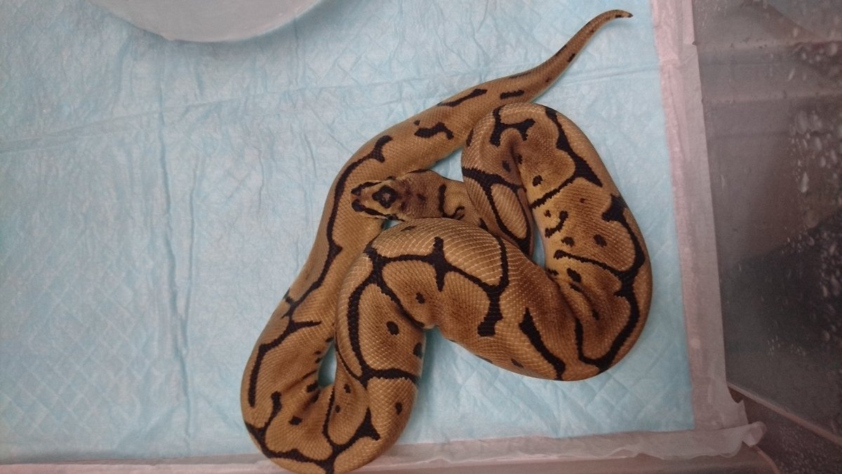 Ball Soul tweet media