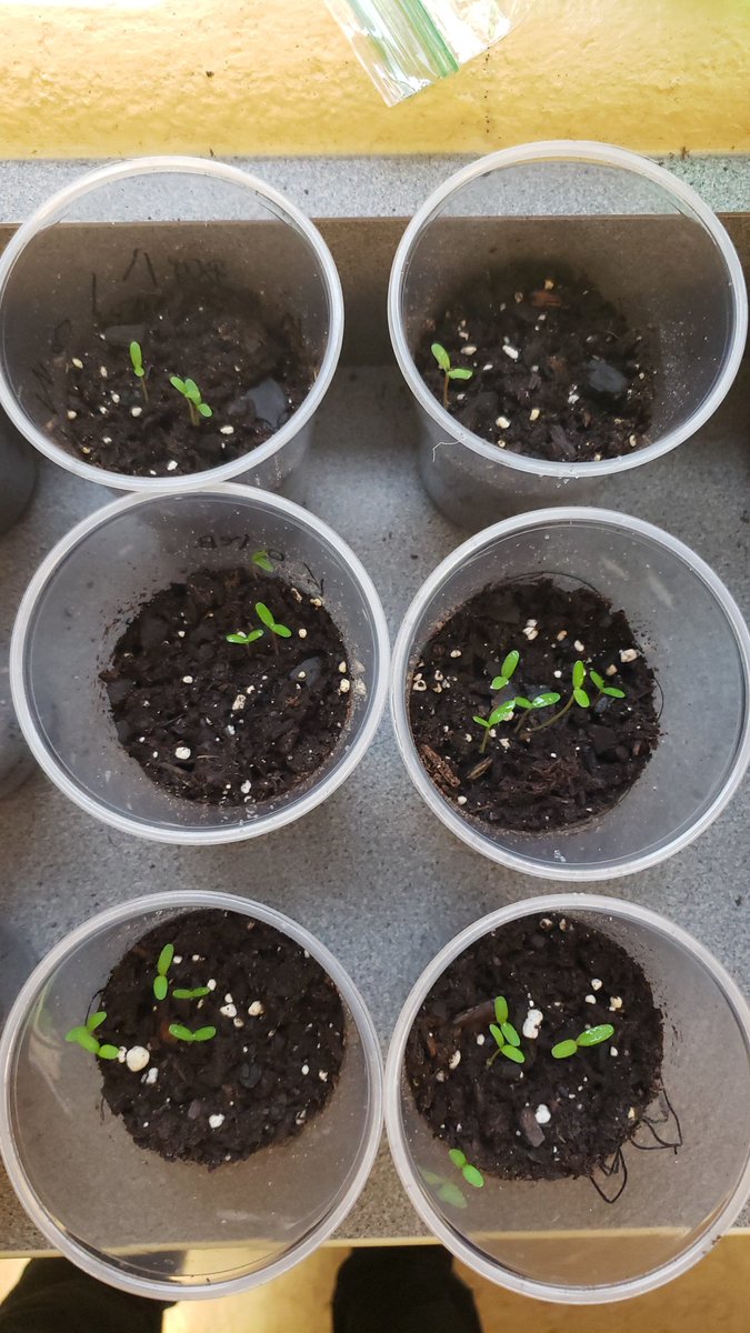MrsBiteng114's tweet photo. Our flowers are getting so big already! https://t.co/jdq7nvbYHi