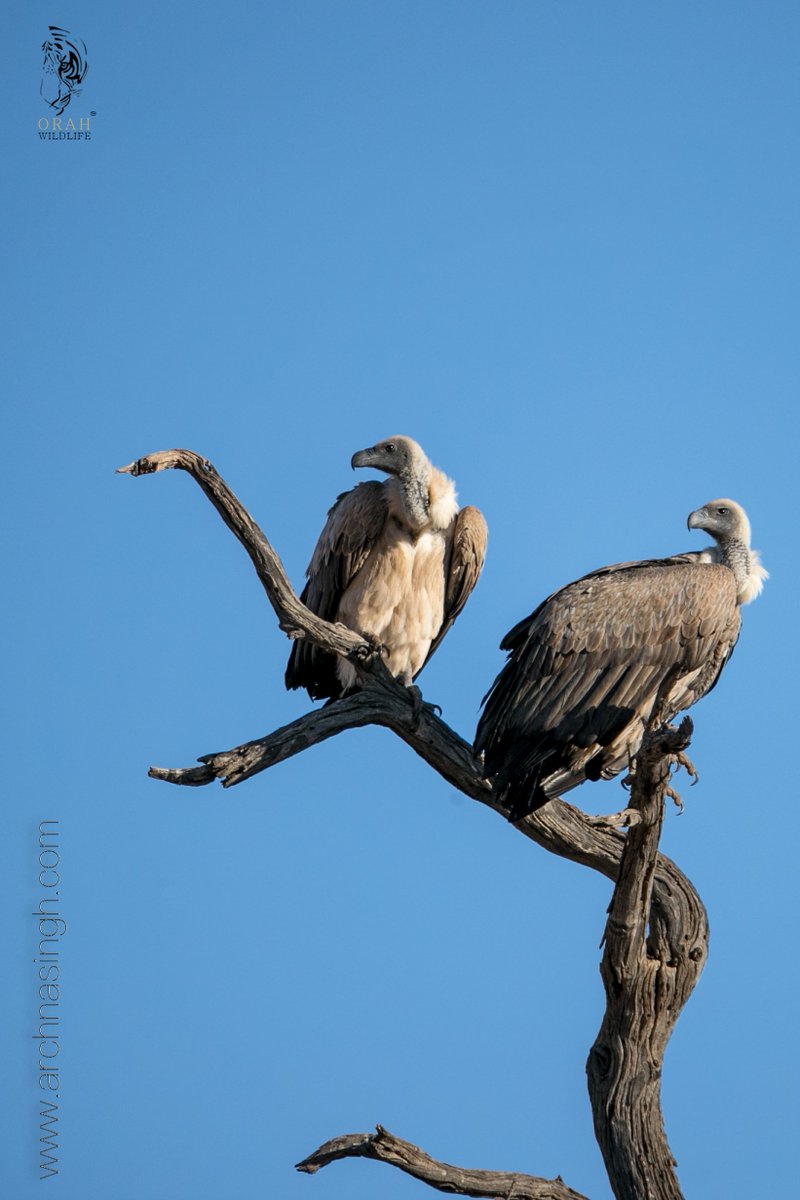 White Backed Vultures, Kgalagadi Transfrontier National Park, South Africa, April 2019