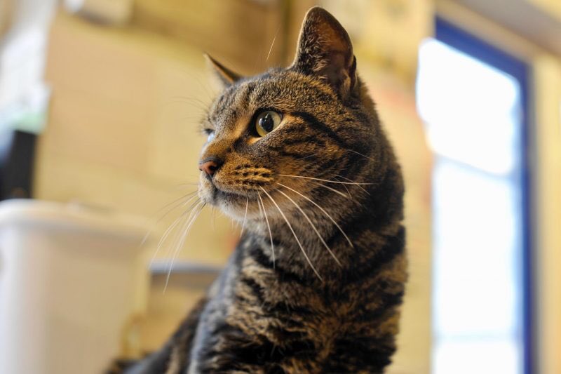 RSPCA_chester's tweet photo. Cats currently looking for homes 🐱 🏡💙 For more information about these cats please visit our website: https://t.co/07f5HFKggI or call our Animal Centre on 01246 273358 @D_Times #cat #adoptdontshop #recuecat #rspca https://t.co/0r468AgpGM