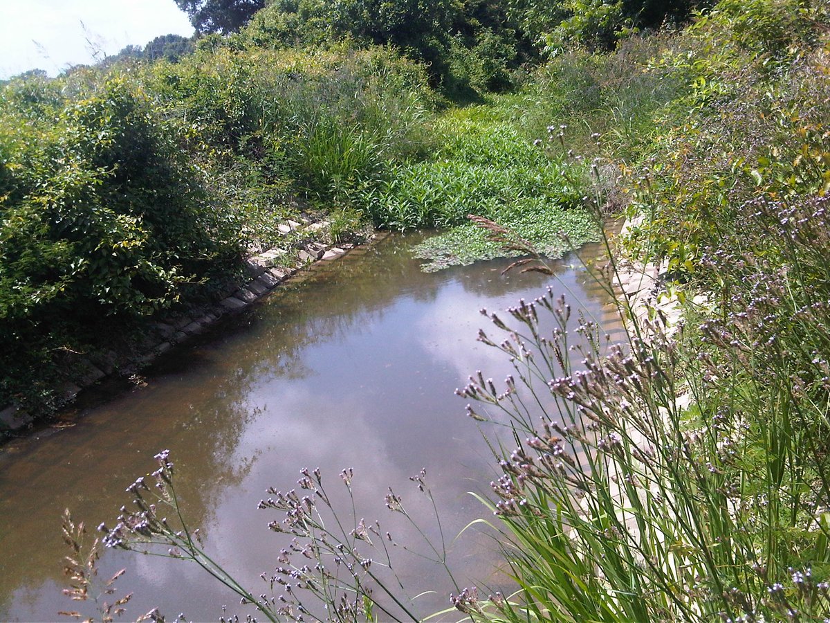SubmarInc's tweet photo. Natural vegetation helps fight erosion, which ensures the integrity of the pipeline: https://t.co/O3I6bjlfWH
#submar #submarinc #erosioncontrol #pipelines #vegetation #oilandgas #construction #engineering #streambanks https://t.co/4rA3ZmY59d