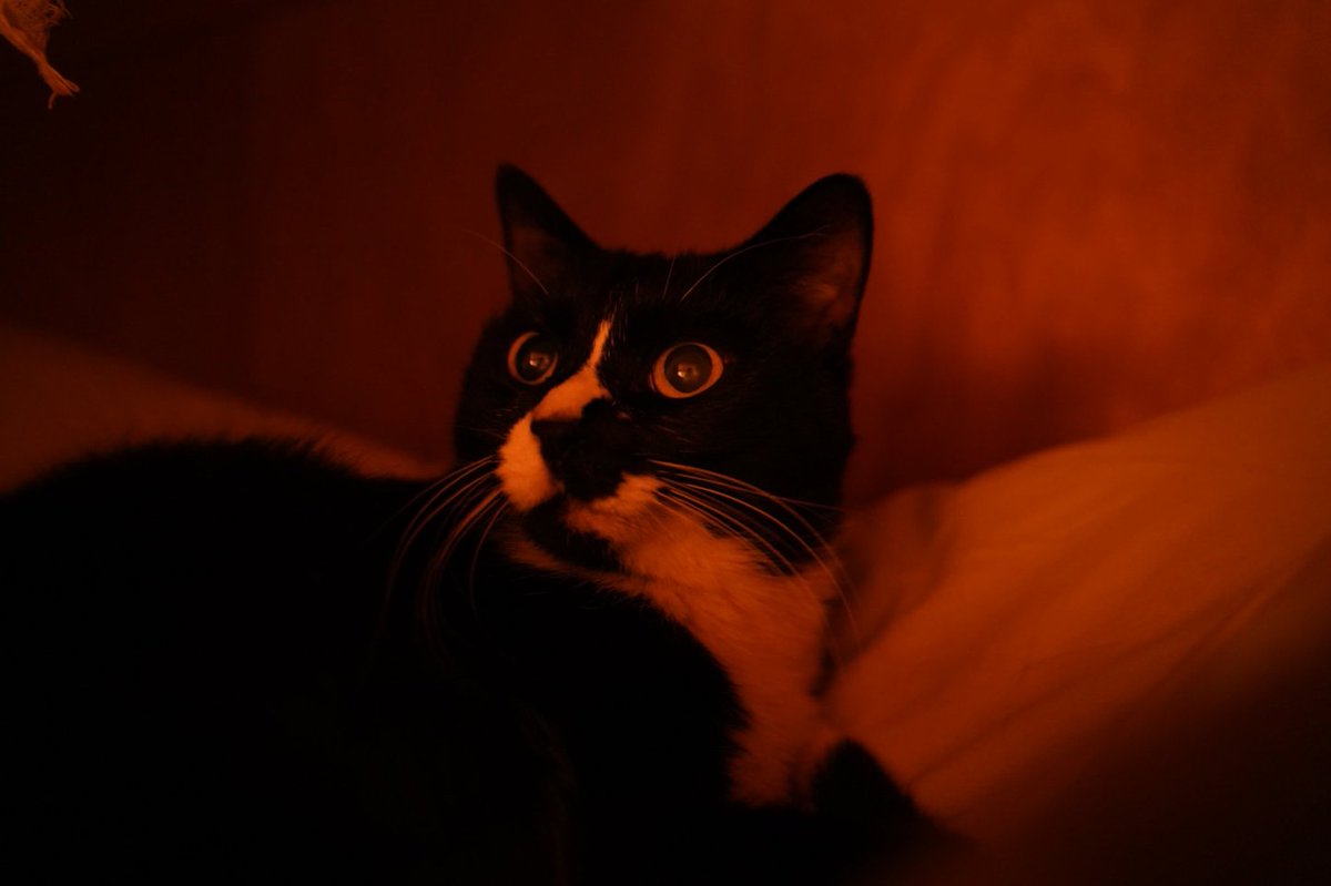skm6402's tweet photo. 家の猫たち可愛い

#黒猫 #三毛猫 #白キジ https://t.co/pWBr131emE