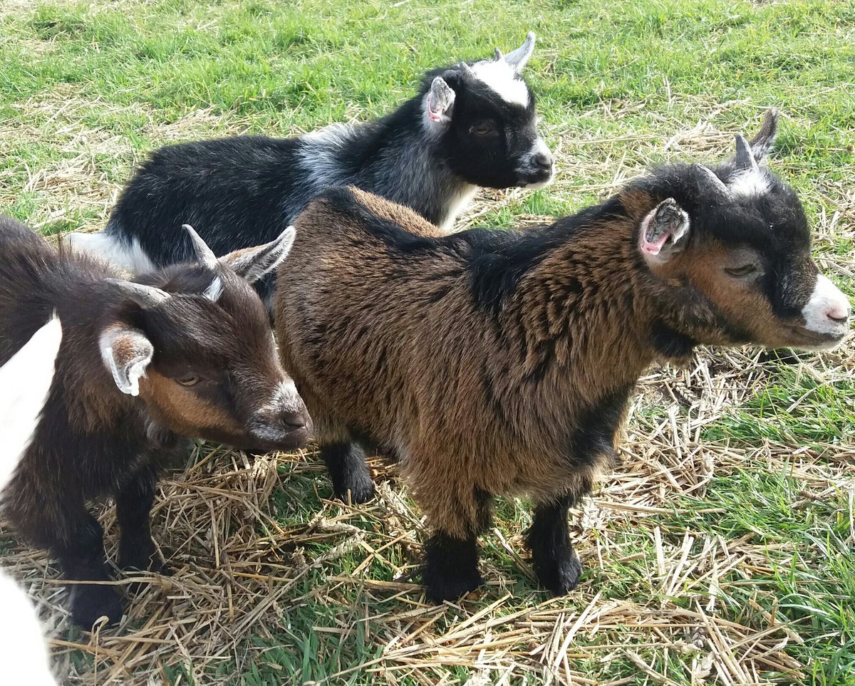 HarvestMoonHolidays (@hmglamping) on Twitter photo 