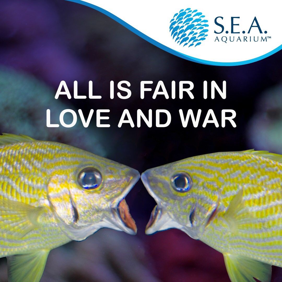 Ikan French Grunt menggunakan bibir mereka ketika bertengkar loh! Yuk kunjungi S.E.A. Aquarium dan cari tahu lebih tentang ikan ini! buff.ly/2DW4ouU