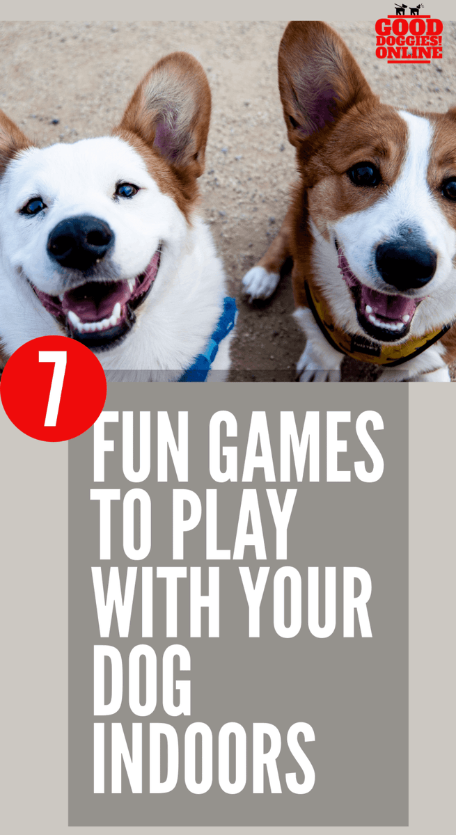 Good_Doggies's tweet photo. Seven Fun Games to Play with Your Dog Indoors https://t.co/MKmv66Hyjr https://t.co/hpWOrbvsPR