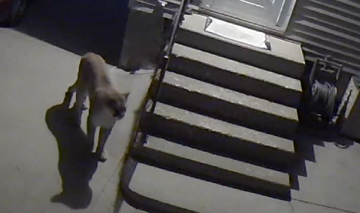 KCCINews's tweet photo. Des Moines police have shared photos of an apparent mountain lion sighting in the city. More here: https://t.co/y4dmPYF5Hr https://t.co/aX1KltnFM3