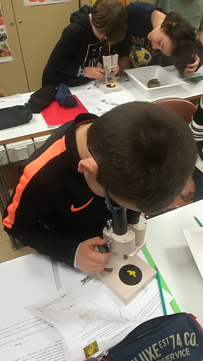 cmsiferry's tweet photo. #GrainesDeChercheurs 2eme séance : dissection de fleur de colza et utilisation de la loupé binoculaire. Nous apprenons à remplir les documents comme au collège ! https://t.co/oy8iBxaZ08