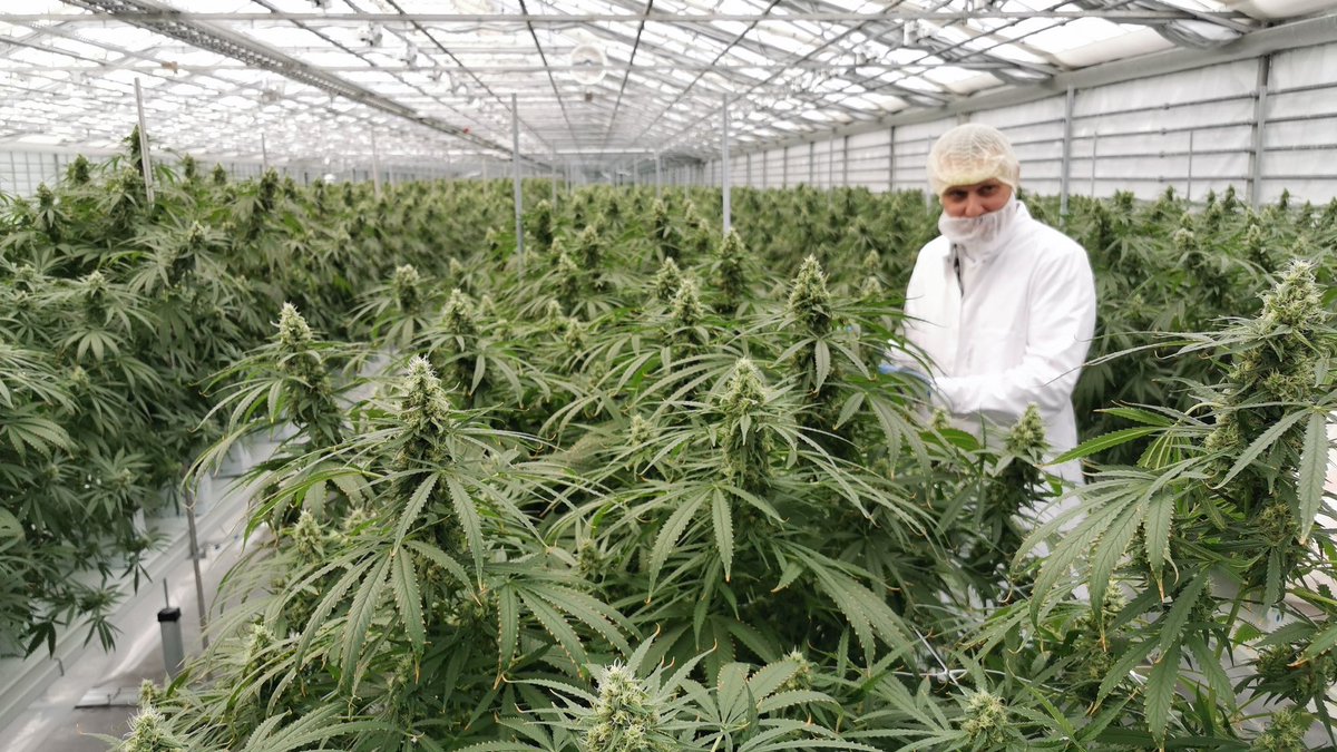 oleholbech's tweet photo. Spectrum Cannabis i det nordvestlige Odense har fået Lægemiddelstyrelsens godkendelse til at producere medicinske cannabisprodukter. #tv2fyn https://t.co/eL8Uwgj4WI
