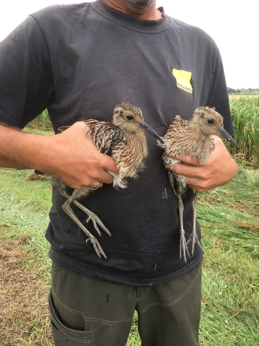 Two curlew chicks, photo by The Lower Derwent Valley NNR team