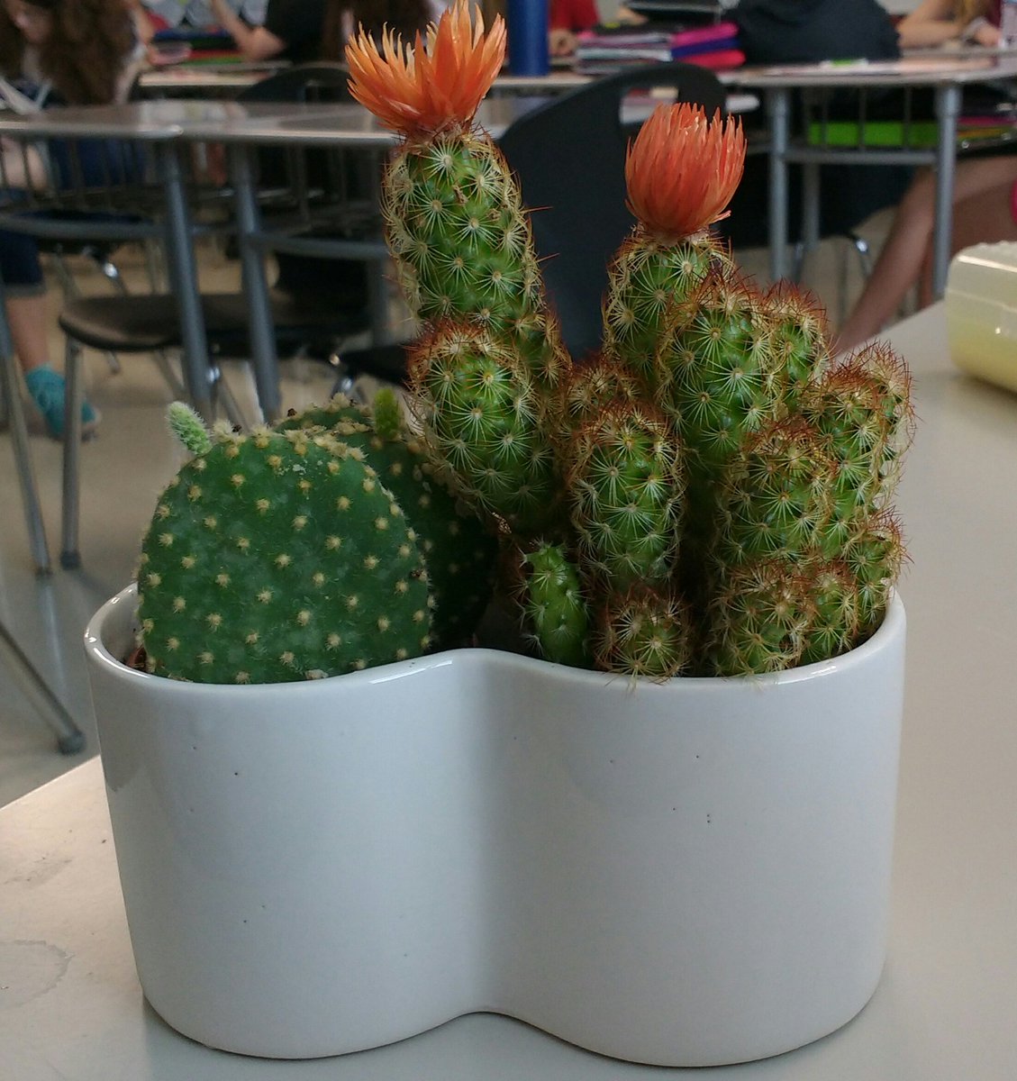ERutherfordELA's tweet photo. Feeling the love!  A student brought me this today!  Beautiful 😍 Thank you Chase! #teacherappreciationweek @LebanonTeachers @LCS_BC https://t.co/orkUqLnM5E