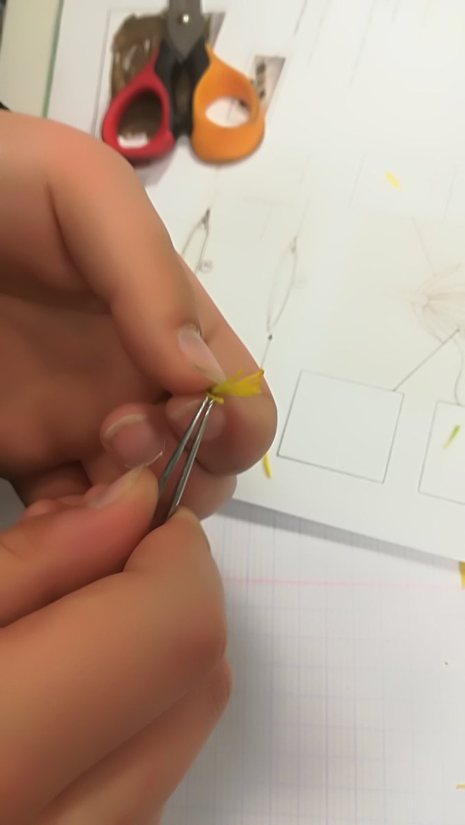 cmsiferry's tweet photo. #GrainesDeChercheurs Avec une pince à épiler, nous devons attraper les sépales, un pétale, un pistil et une étamine ! Ce n'est pas évident ! https://t.co/OuLrEksrql