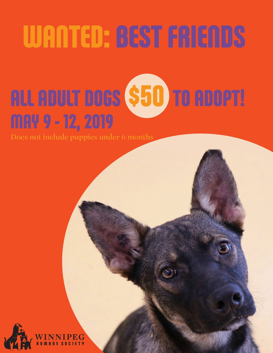WinnipegHumane's tweet photo. Looking for a new best friend? We’ve got plenty! All adult dogs are just $50 this weekend. https://t.co/vpkzpEysWL