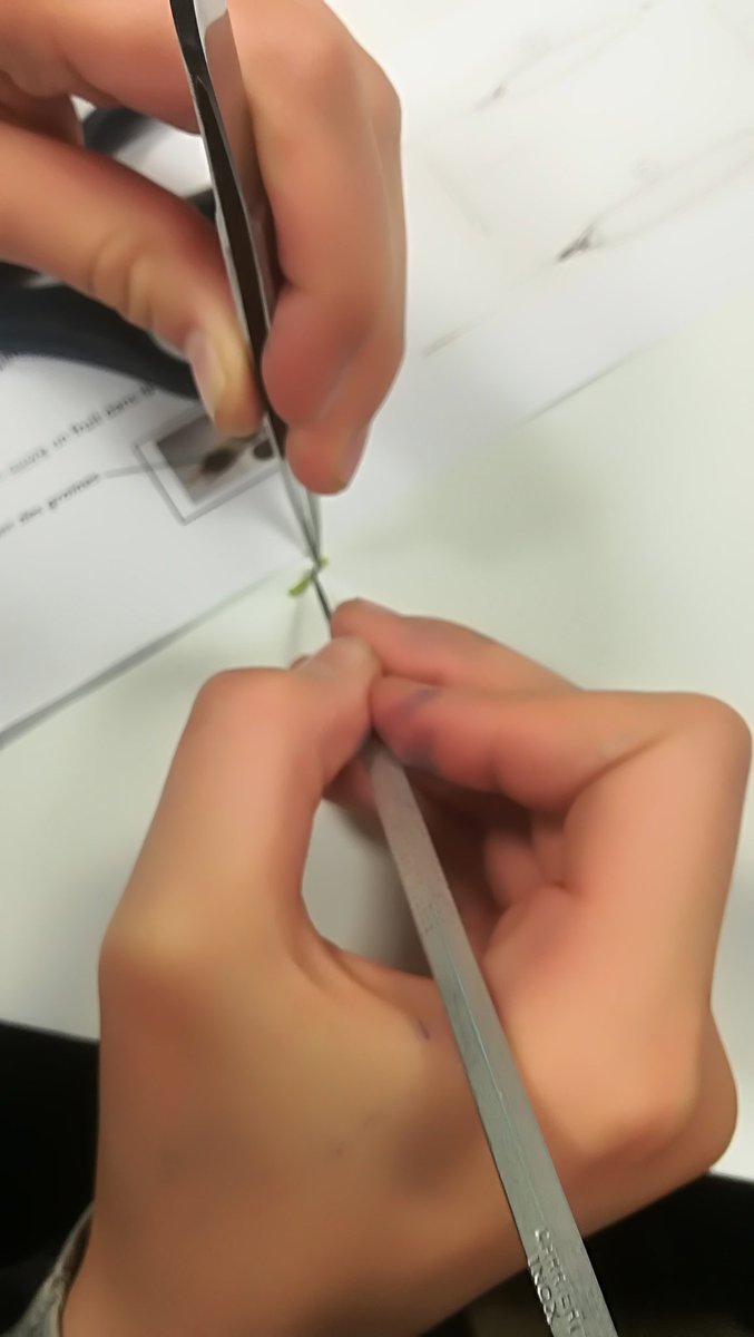 cmsiferry's tweet photo. #GrainesDeChercheurs et maintenant dissection de pistil ! https://t.co/YcbywQylBS