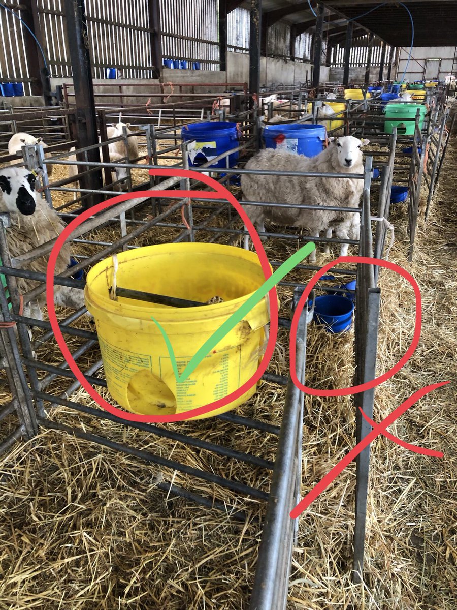 PruexLtd's tweet photo. Giving colostrum a chance to build immunity is so important. So is a dry bed with reduced ammonia and non infective water. https://t.co/e8D5awGuIv #colostrumisgold #talkingsheep https://t.co/Dhx4gKAHFS