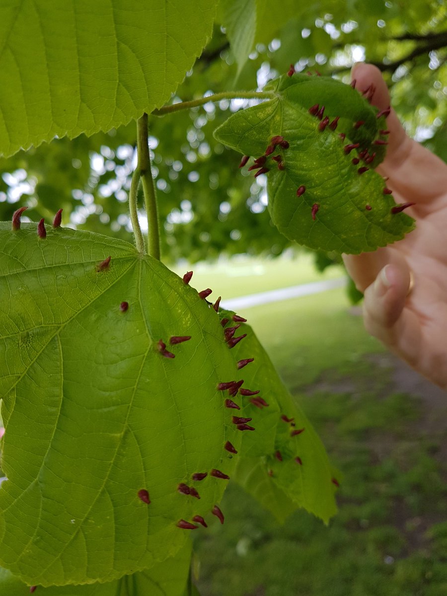 GPSmrsshotton's tweet image. Any ideas? #RSPB_learning