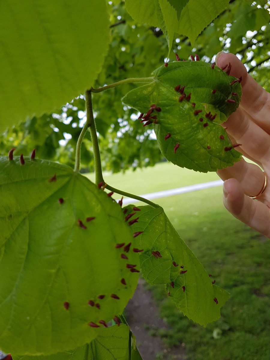 GPSmrsshotton's tweet image. Any ideas? #RSPB_learning