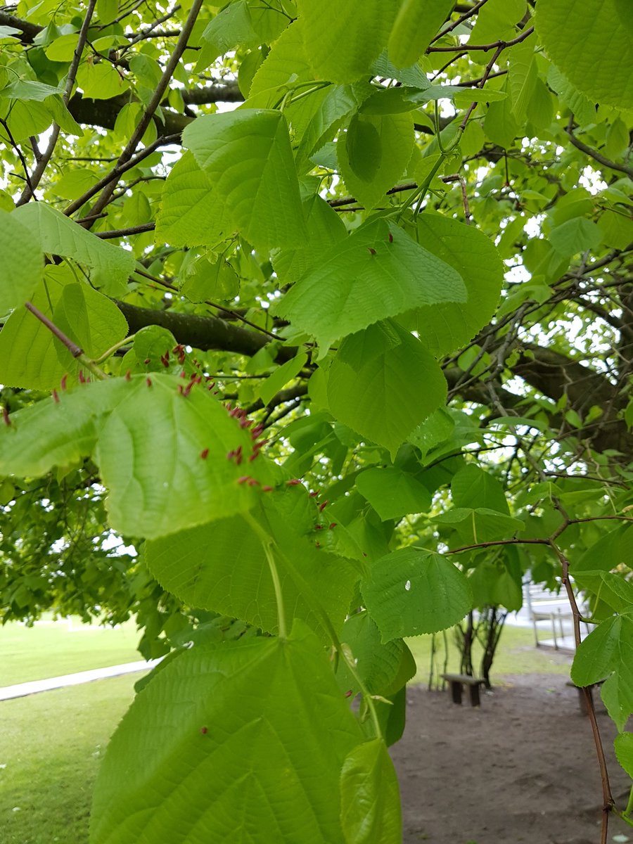 GPSmrsshotton's tweet image. Any ideas? #RSPB_learning