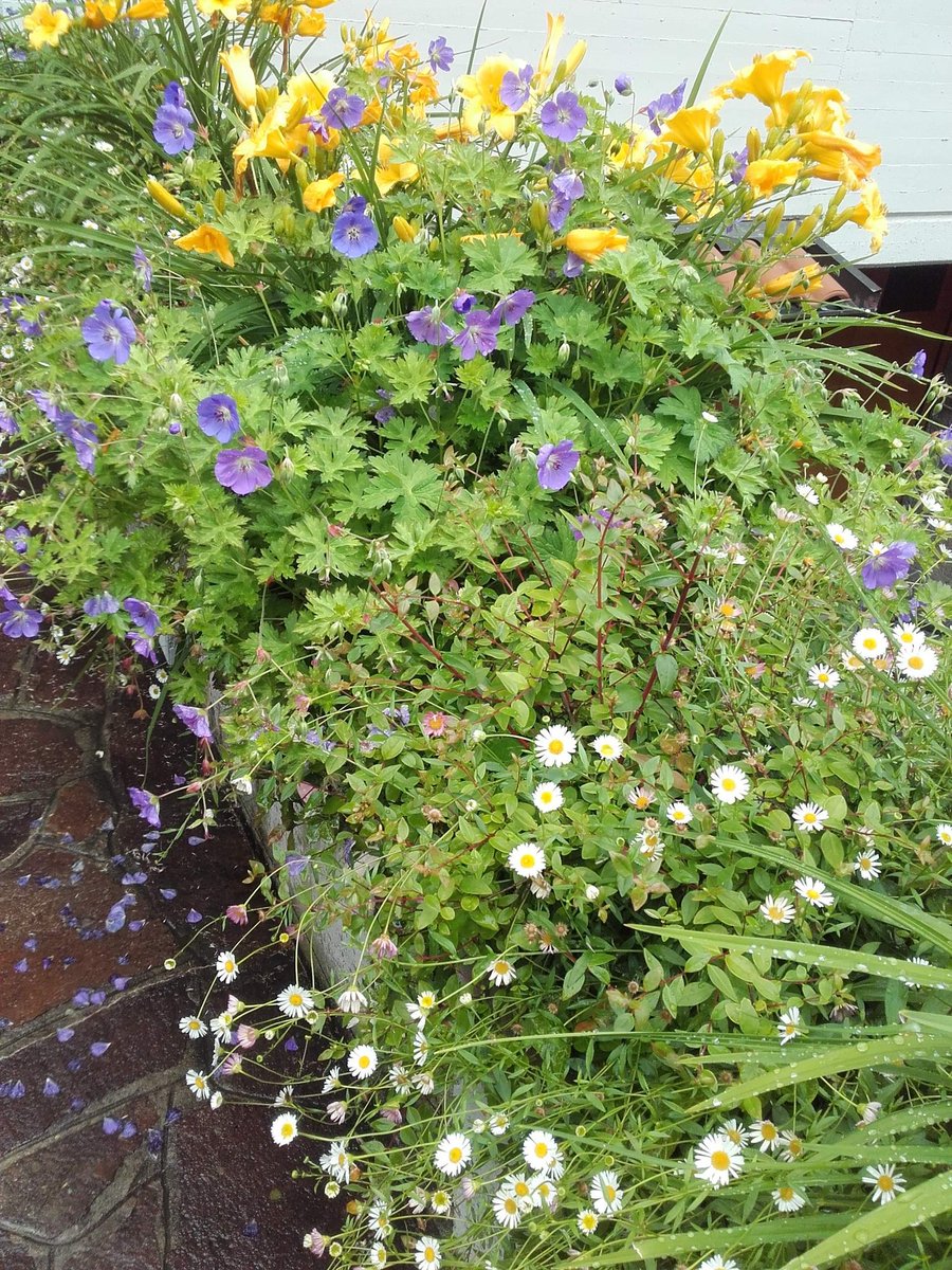 NaviGreen1's tweet photo. Fare del bene all' anima e all' #ambiente 
#eco #bio #planet #fiori #perenni https://t.co/bbx4usqUKm
