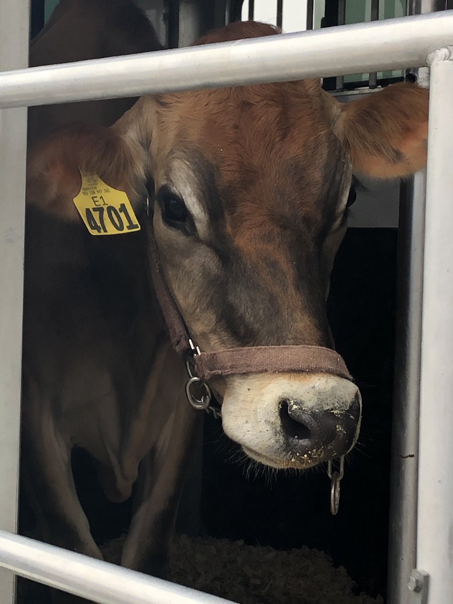 RLC_Hernandez's tweet photo. Thank you to SouthLand Dairy Farmers for teaching us about the dairy process! @RLCPrincipal #RPC19 https://t.co/u5DWPv8aNl