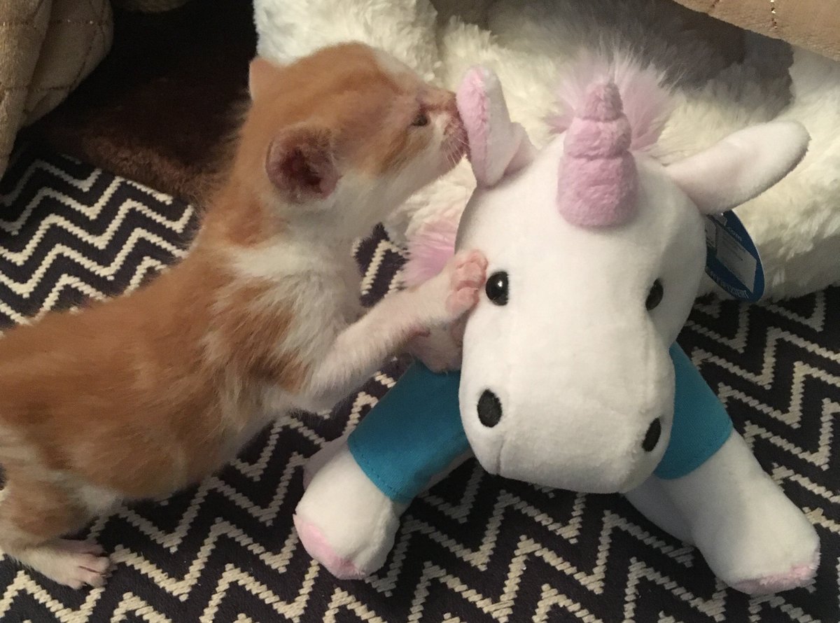 Uinsure_adviser's tweet photo. "Psst, I may only be a 4 week old kitten but even I know that Uinsure has the best GI proposition in the meowket" #ThursdayThoughts #Kitten https://t.co/hwhXBo1CCt