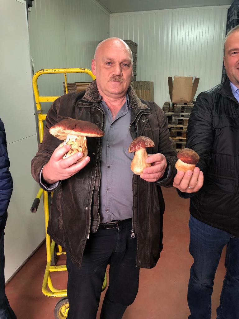 Banken Champignons tweet media