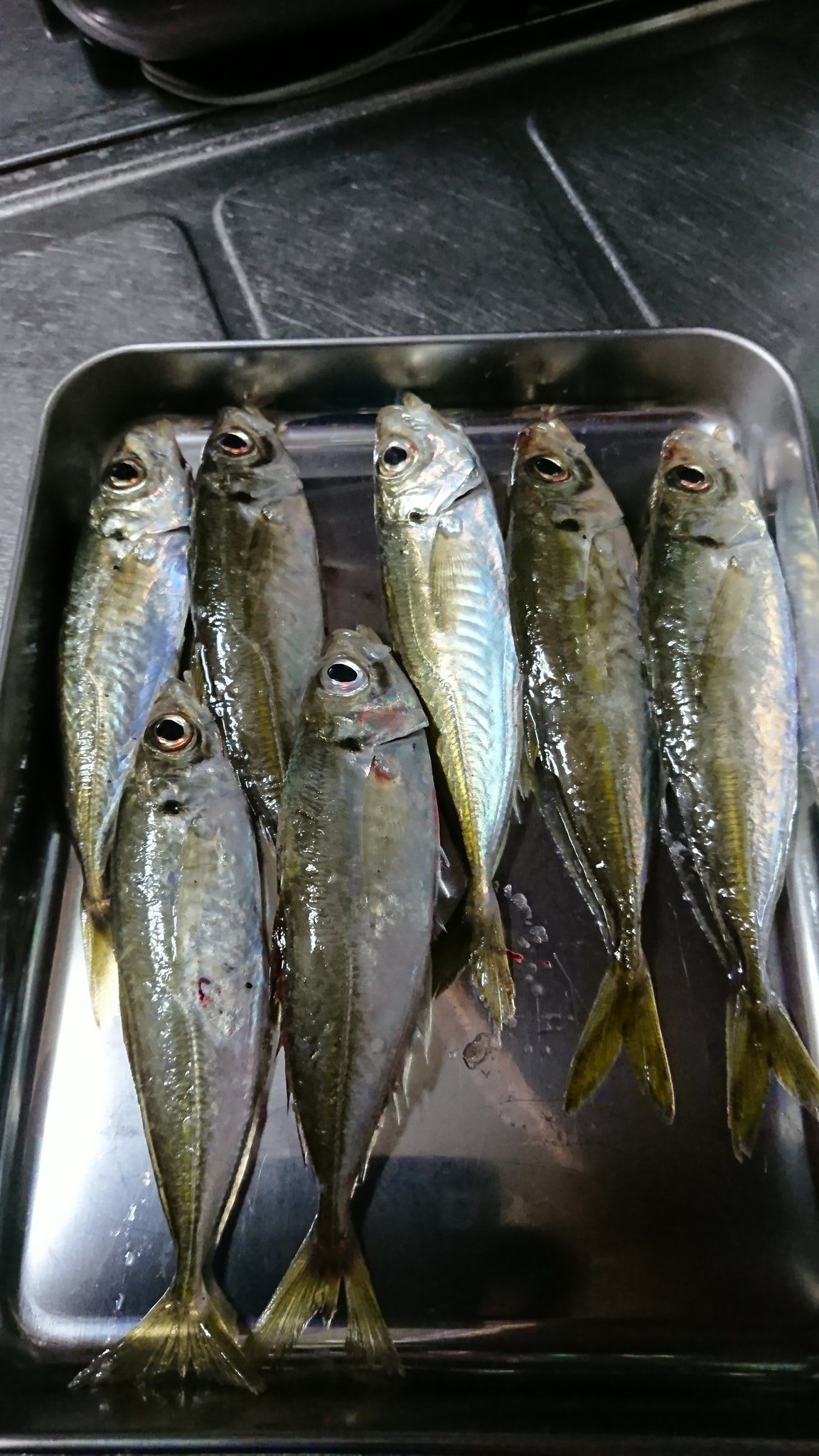 アジ弾丸 Twitter Search Twitter