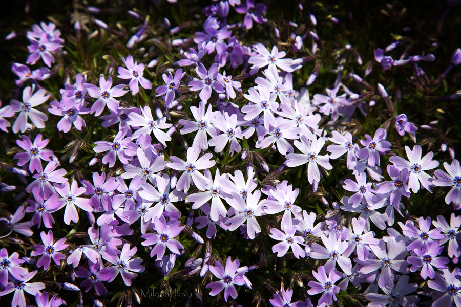 Purple Beauties 
milena-ilieva.pixels.com/featured/purpl…
#fineartphotography #homeinterior #photography #floral #flowers #floralphotography #dailyphoto #floralartistry #canvasprints #printsforsale #purpleflowers #smallpurpleflowers #summerflowers #wallart #wallartdecor #homedecor #canon #canon6d