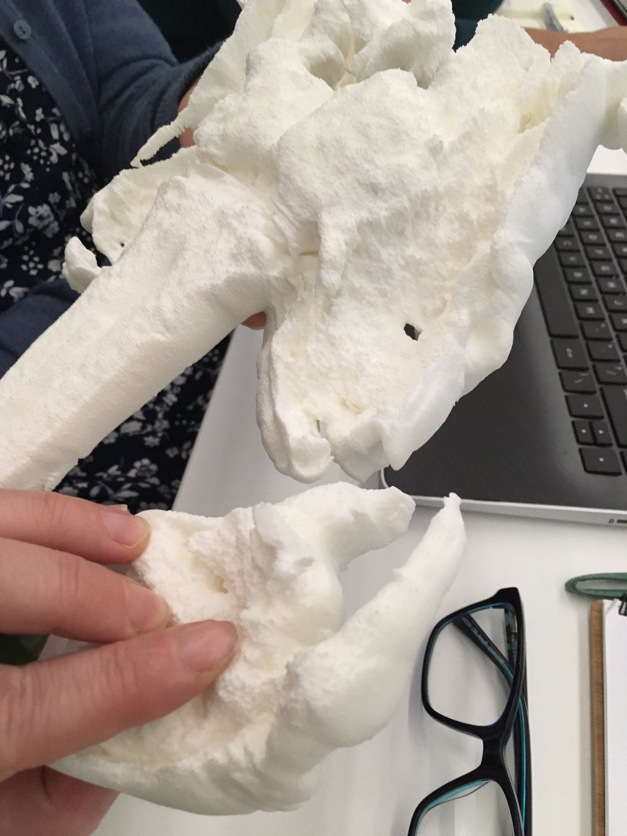 pansdamen's tweet photo. Terue Kihara shows amazing morphology work based om #CLSM happy taxonomists all around! (Now all want to do 3d?) #deepseataxonomy https://t.co/CJNaiR263J
