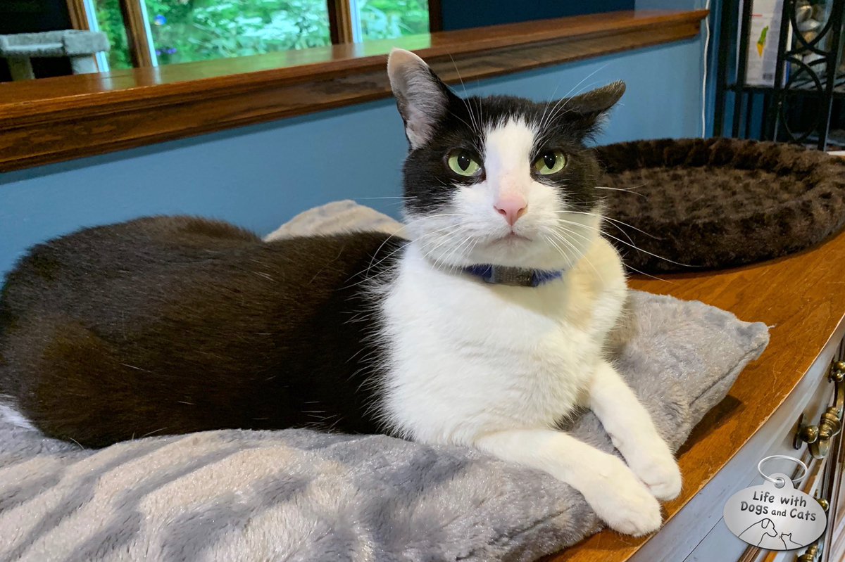 WithDogsAndCats's tweet image. It’s like my cat wants me to go *that* way. #movealongnow #nothingtoseehere #keeponwalking