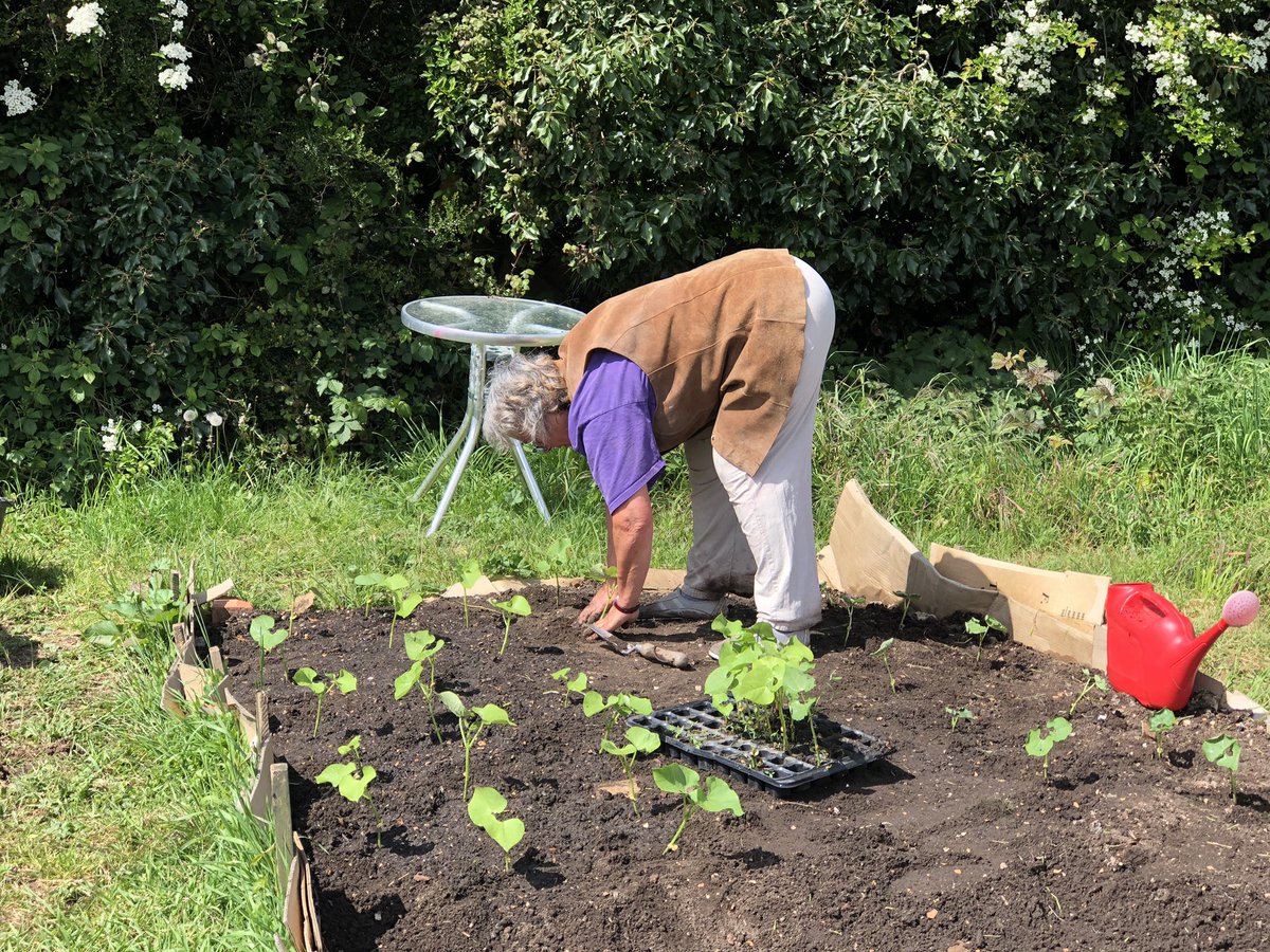 Look @charlesdowding @Steph_Hafferty Pam plants out  new ‘no dig’ bed w Borlotti beans (our own seed). #proud. Much hard work done by <a href="/NewForestMencap/">New Forest Mencap</a> Tony. Now let’s see! 2nd bed in prep. HEAVY rain stopped play @giftedgardener0 <a href="/LGSpace/">Little Green Space 🦋</a> <a href="/sarahrix1/">sarah rix 🦋🐸🌳🐾🌻</a> <a href="/makinggardens/">Makinggardens</a>