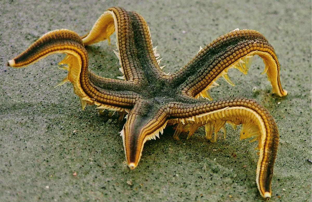 WOW  Amazing 🙌🙌❤️❤️ #welovediving #scubadiving #scuba #diving