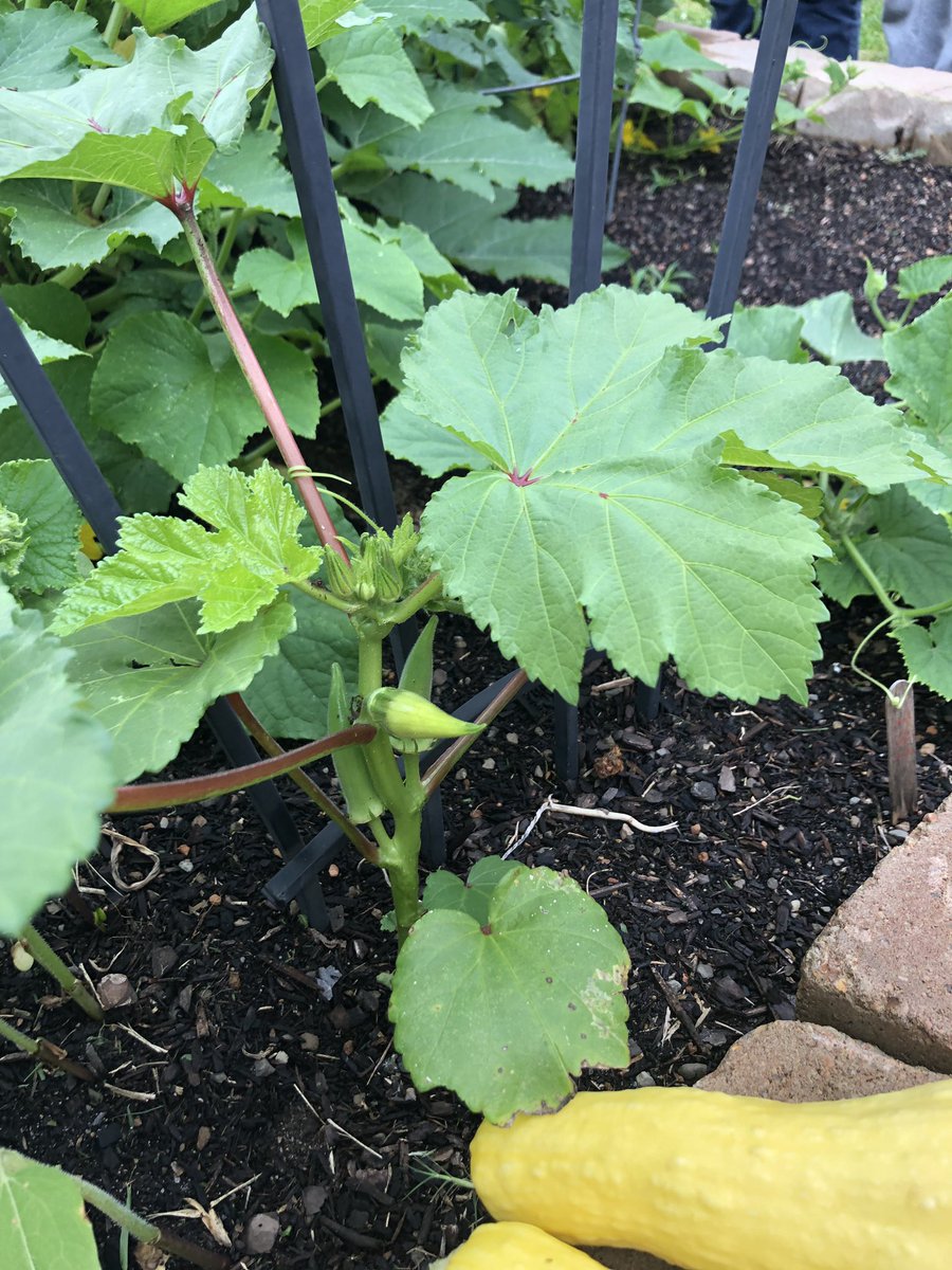 MrsLopezGRD2's tweet photo. Thank you @HarrisonRTGG for all the garden fun!! We are so blessed to have you!! https://t.co/mvu05Gx5S0