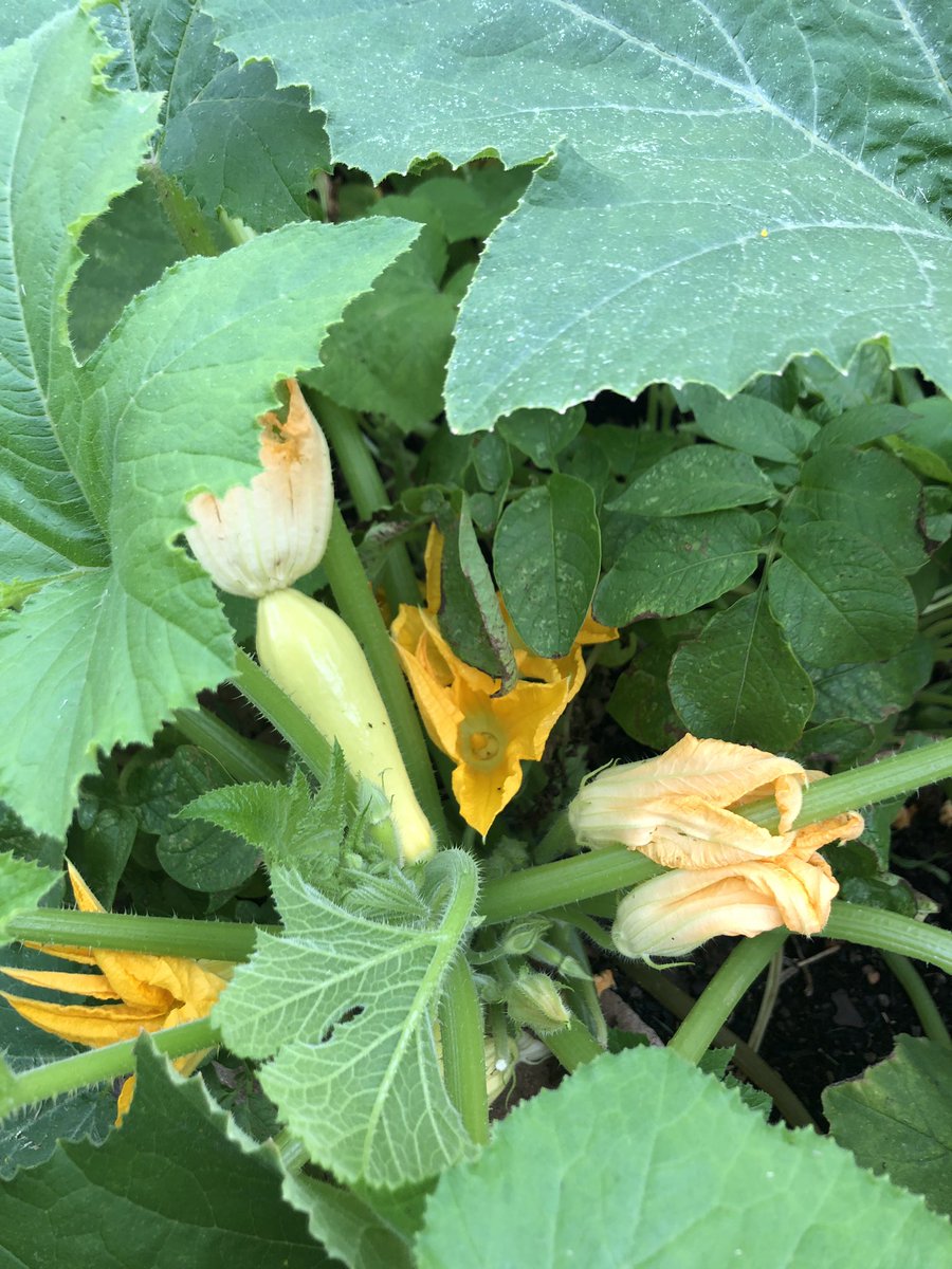 MrsLopezGRD2's tweet photo. Thank you @HarrisonRTGG for all the garden fun!! We are so blessed to have you!! https://t.co/mvu05Gx5S0