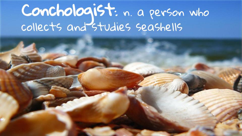 KeanWriting's tweet image. Today's word is Conchologist, a person who collects and studies seashells. #keancougars #keanwritingcenter #writingcenter