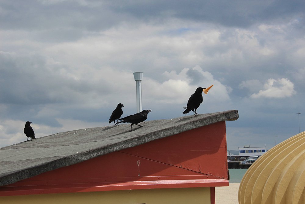 Photo: ice-cream for crow on #Weymouth beach today #captainbeefheart