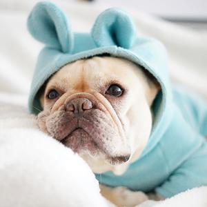 WestJetDog's tweet photo. #WestJet acting like #FlySwoop is a low cost airline is about as believable as a bulldog in bunny pajamas. Cute packaging doesn’t make it real. https://t.co/6Lv9st149P