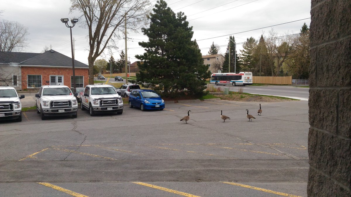 The local geese are out for a walk on our lot.
Please take extra care when driving nearby