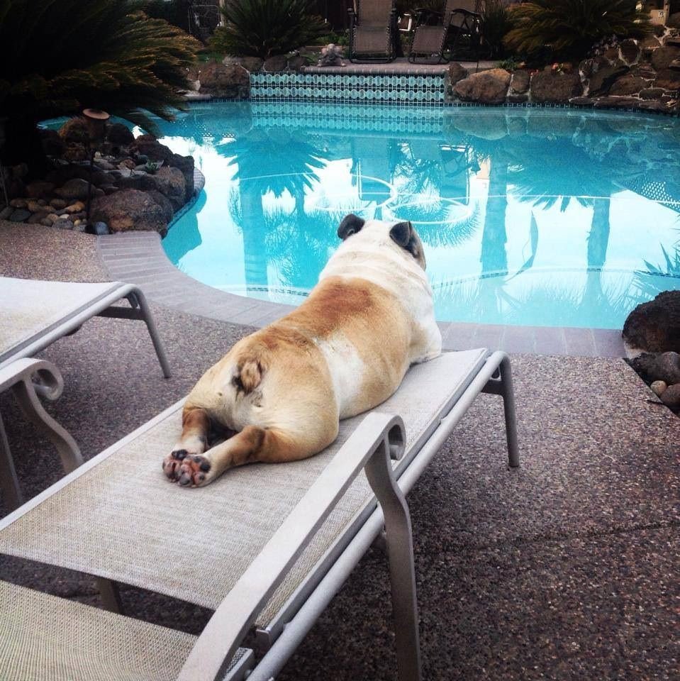 WestJetDog's tweet photo. One of the perks of being #CliveBeddoe’s dog is living life in the lap of luxury. I guess those extra fees #WestJet charges do pay off! https://t.co/i4mtAr42B9