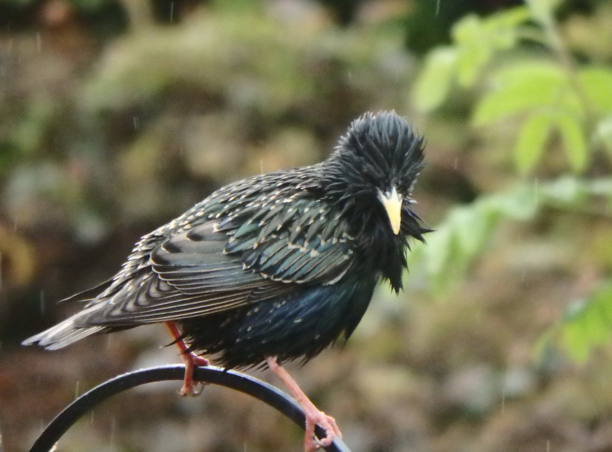 RosemaryBoothma's tweet photo. Loving the #starlings with their #punk look in the rain today and this one  who seems to be sporting a #falsebeard wonderful to watch #birdwatching @Natures_Voice #ourworldisworthsaving #TwitterNatureCommunity #garden #feathers https://t.co/DsLtLzMIbN
