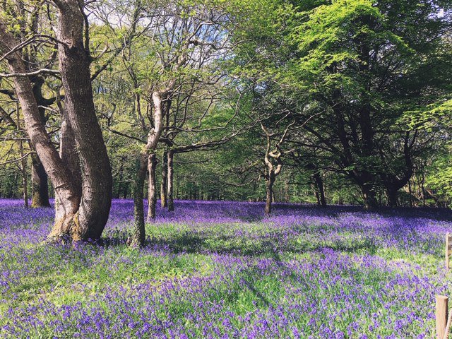 AlvertonHotel's tweet photo. The beautiful Enys Gardens showcasing their fields of blue at the Bluebell Festival this week. Don't miss visiting this spectacle when it ends on Sunday! #enys #enysgardens #bluebell #bluebellwoods #bluebellgardens #fieldsofblue #gardens #enyshistory #enysbluebells #visittruro https://t.co/hWMgXbELh6