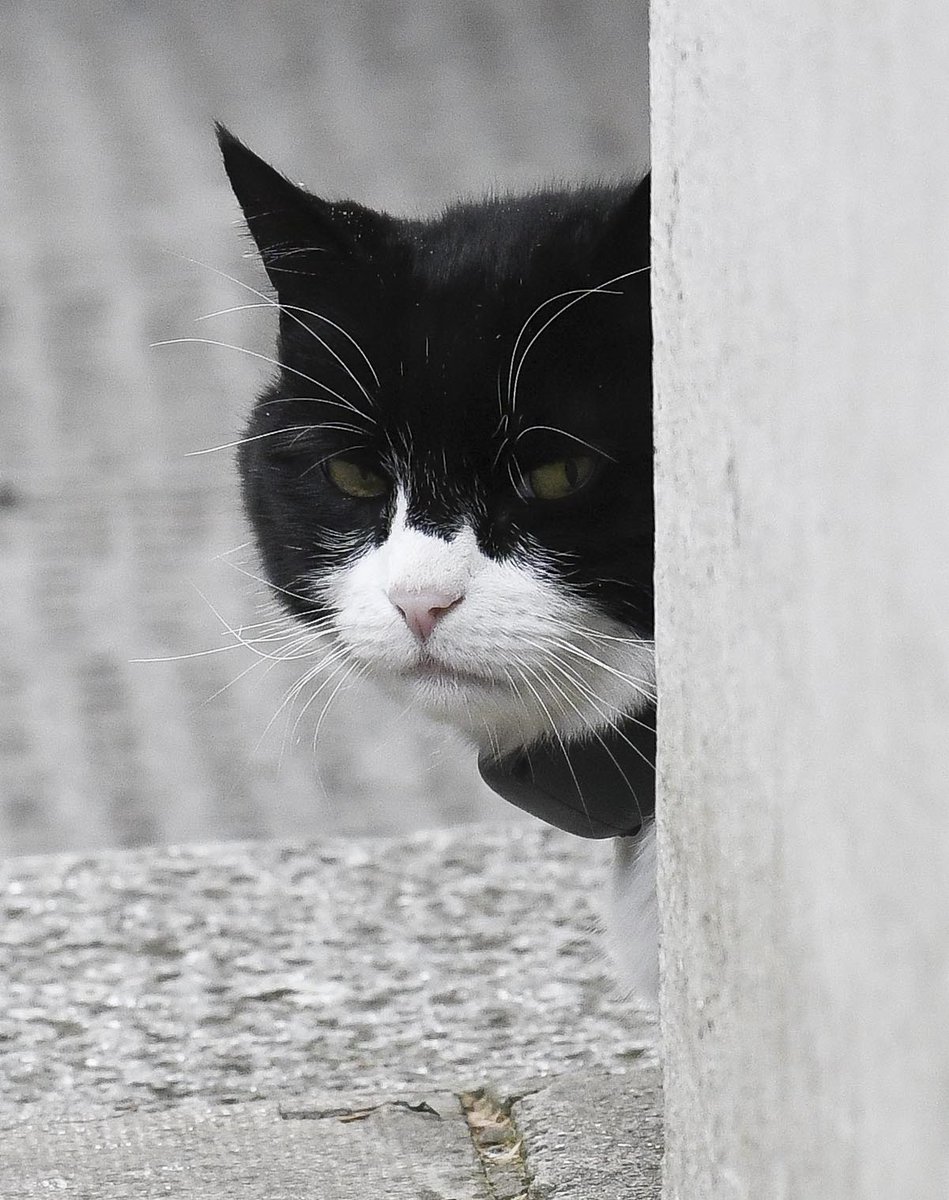 PoliticalPics (@politicalpics) on Twitter photo <a href="/DiploMog/">Palmerston</a> Palmerston sneaked into Downing St this morning keeping a low profile expect an announcement that he will run for PM as everyone else in Westminster seems to be doing !! <a href="/DiploMog/">Palmerston</a> Palmerston sneaked into Downing St this morning keeping a low profile expect an announcement that he will run for PM as everyone else in Westminster seems to be doing !!