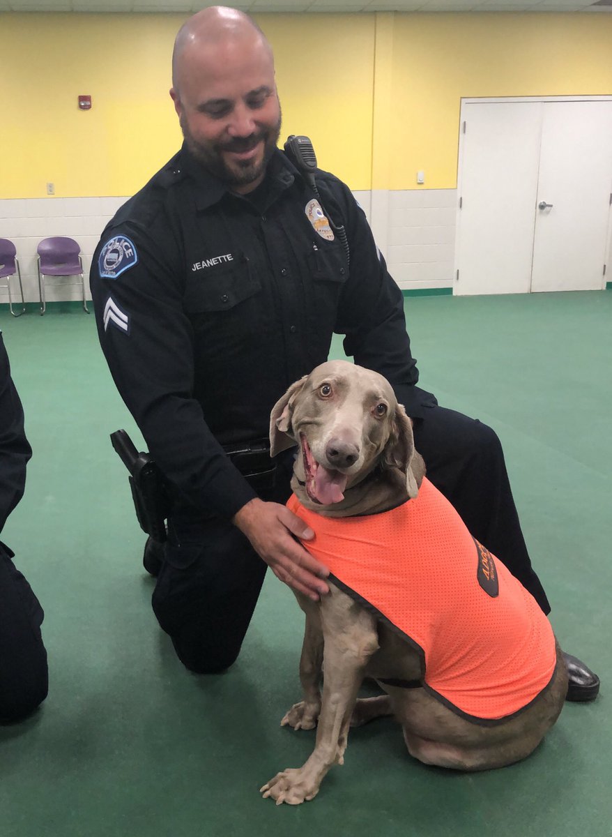 NEHumaneSociety's tweet photo. It’s time for #K9CopForADay! Jax and Lily will be riding around with @OfcJeanetteLVPD and @ofcdmiller15085 from @lavistapolice today! https://t.co/cczineN07N