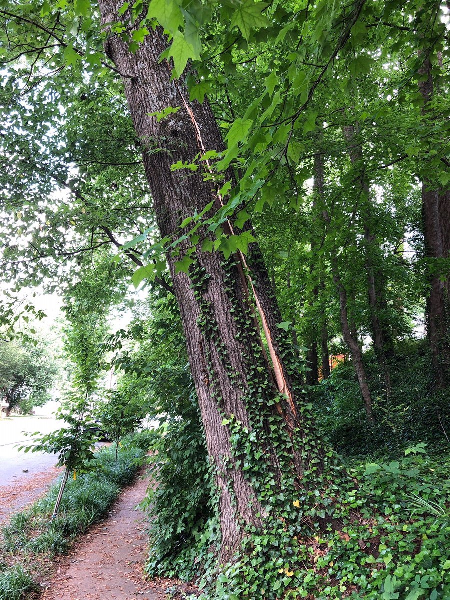 DecaturForums's tweet image. Due to a severely damaged tree, Oakview Rd. is closed between Adams and Ansley St. until it’s removed. Drivers should use alternate routes. Pedestrians should avoid this area.
Georgia Power will be de-energizing power lines around 12. A loss of power is expected during this time.