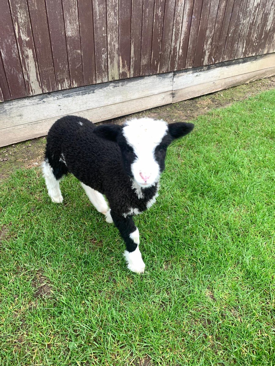 IvyBankPrimary's tweet photo. Just a normal day at Ivy Bank! Thanks to Emeila in year 5, and her mum, for bringing in Sox the lamb this morning💛 #lamb #baaaaa #farmlife #weallwantone #cute https://t.co/chdnO1X2oE