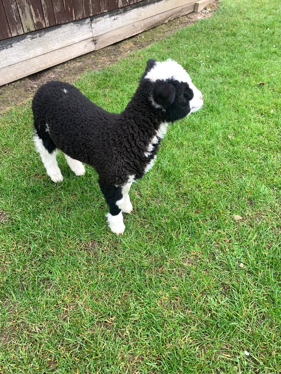 IvyBankPrimary's tweet photo. Just a normal day at Ivy Bank! Thanks to Emeila in year 5, and her mum, for bringing in Sox the lamb this morning💛 #lamb #baaaaa #farmlife #weallwantone #cute https://t.co/chdnO1X2oE