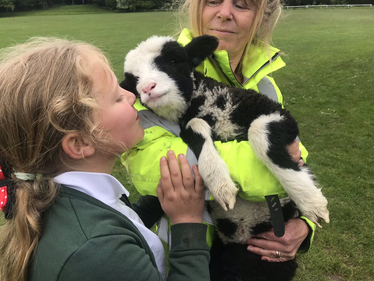 IvyBankPrimary's tweet photo. Just a normal day at Ivy Bank! Thanks to Emeila in year 5, and her mum, for bringing in Sox the lamb this morning💛 #lamb #baaaaa #farmlife #weallwantone #cute https://t.co/chdnO1X2oE