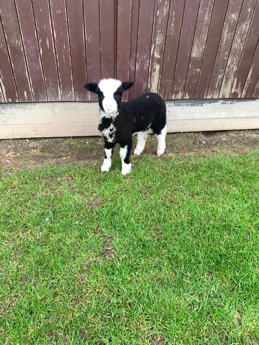 IvyBankPrimary's tweet photo. Just a normal day at Ivy Bank! Thanks to Emeila in year 5, and her mum, for bringing in Sox the lamb this morning💛 #lamb #baaaaa #farmlife #weallwantone #cute https://t.co/chdnO1X2oE